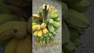 Saging na Sabasagingsaba sabaprovincelife feelathome vacation shortvideo [upl. by Einor]