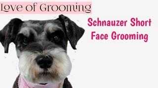 How to Clip a Pet Schnauzers Face and Eyebrows Short  Pet Schnauzer Grooming [upl. by Ahsim]