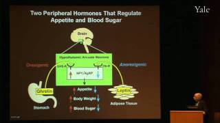 Surviving Starvation The GhrelinGrowth Hormone Axis Pt I [upl. by Paza661]