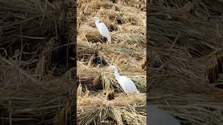 the white bird 🕊️🕊️virel video like and subscribe [upl. by Cinelli486]