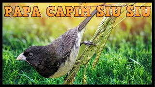 Papa capim siu siu canto papa capim siu siu salvador o melhor canto de papa capim siu siu [upl. by Levan485]