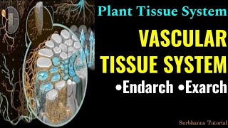 Plant Tissue System Part  3VASCULAR TISSUE SYSTEM  Proto amp Metaxylem and phloem Exarch Endarch [upl. by Akamahs]