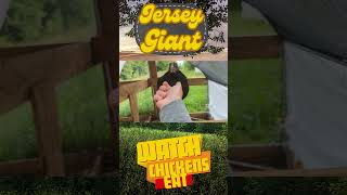 watchchickenseat Jersey Giant cute hen pets feeding farm permaculture coop pasture [upl. by Defant]