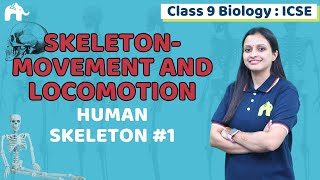 SkeletonMovement and Locomotion Class 9 ICSE Biology  Selina Chapter 12  Human Skeleton 1 [upl. by Iden50]