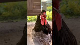 Niederländischer BredaHahn in Blau kräht 🐓 Dutch Kraaikop rooster crowing kraaikop rooster crow [upl. by Ragas]