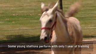 These Lipizzaner Horses Can Dance to Classical Music [upl. by Goode]