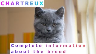 Chartreux Pros and Cons Price How to choose Facts Care History [upl. by Landmeier]