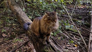 Gentle Toby cat greets me with head bonks and we celebrate the first day of fall with a woods walk [upl. by Acemat524]