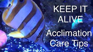 Adding a Copperband Butterflyfish Keep It Alive Acclimation Care Tips Saltwater Coral Reef Aquarium [upl. by Cowan]