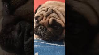 Carlino mangione carlino pug doglife funny puglife cute [upl. by Wylde]