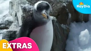 ¿Los pingüinos son los más fieles Especialista lo revela  Hoy Día  Telemundo [upl. by Kciderf]