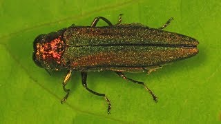 Beating Emerald Ash Borer [upl. by Chuu]