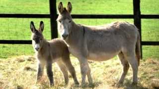 Donkey Sounds With Donkey Pictures [upl. by Elson]