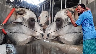 Biggest bull in Bangladesh 2021  Sadeeq Agro Cattle Farm 2021  Highest cow in Bangladesh 2021 [upl. by Elrebmik]