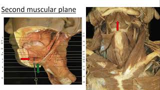 ANATOMY OF THE SUBMANDIBULAR REGION [upl. by Kerwin]