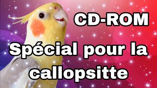 Calopsitte qui parle doit être un mâle l CD ROM spécial pour callopsitte [upl. by Ahsemac603]