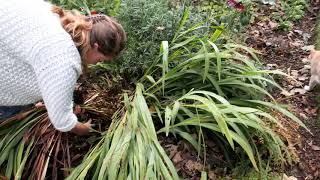 Crocosmia lifting and splitting in autumn  Burncoose Nurseries [upl. by Keeton]