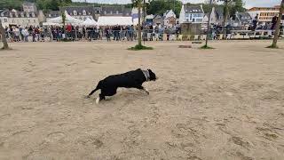 V7 Fête du Cheval Landerneau 29 [upl. by Llebiram971]