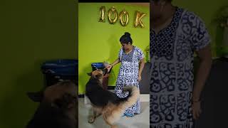 Tigersbrain  टायगरची केली मज्जा 🤪dailyvlog indianvlog thegerman dogvideo smartdog [upl. by Edahs]