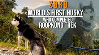 Zoro Worlds First Husky who completed ROOPKUND TREK [upl. by Eidnahs]