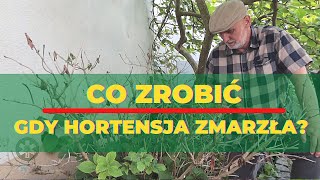 Co zrobić gdy hortensja ogrodowa zmarzła [upl. by Kcirneh]