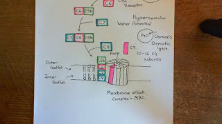 The Lectin Complement Pathway Part 5 [upl. by Barabas134]