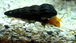 Orange rabbit Tylomelania sp sulawesi snail funny crawl [upl. by Adigirb633]