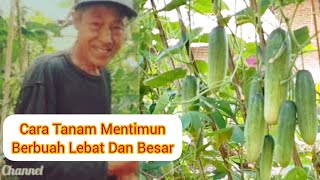 Cara Tanam Mentimun Dalam Bock Berbuah Lebat Dan Besar RW Channel 7 September 2024 [upl. by Susanne]