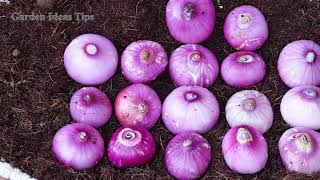 How to Grow Purple Onions Tips Gardening Vegetables on Balconies amp Terraces for Beginners [upl. by Rivi]