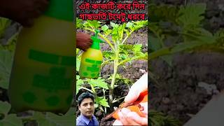 শীতে গাছ ভর্তি টমেটু ধরবে এই কাজটি করে দিন sdrajagarden shorts agriculture gardening tomato [upl. by Anna-Diana]