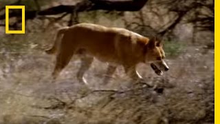 Kangaroo vs Dingo  National Geographic [upl. by Ttreve]