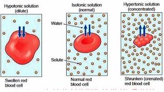 Types of solutionshypertonic hypotonic and isotonic explained [upl. by Rubens]