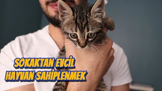 Sokaktan Evcil Hayvan Sahiplendiğinizde Yapmanız Gerekenler SOKAKTAN KEDİ SAHİPLENMEK [upl. by Siravaj]