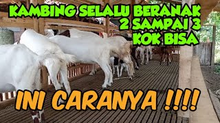 RAHASIA AGAR KAMBING SELALU BERANAK 2 SAMPAI 3 [upl. by Perusse744]