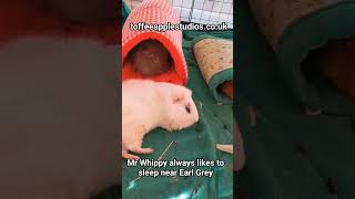 Mr Whippy likes to sleep next to Earl Grey guineapig sleepinganimal cutepets [upl. by Ettenauq]