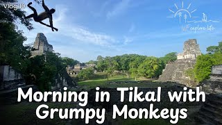 Tikal Sunrise with grumpy monkeys  2024 Day 10  Guatemala Belize trip [upl. by Eugilegna]