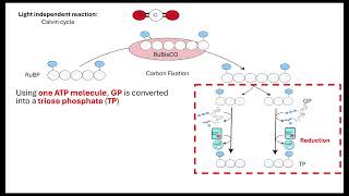 Light independent reaction Calvins cycle OCR A ALevel Biology Revision 521 Photosynthesis [upl. by Aruasor]