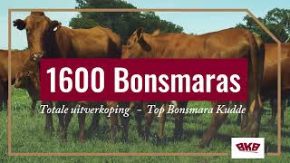 Fortress Bonsmaras Totale uitverkoping 26 Januarie 2024 [upl. by Halueb]