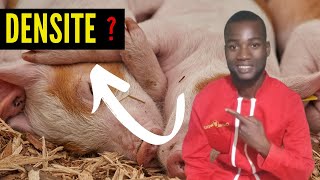 DENSITE au sein de lélevage porcine investir au pays en élevage [upl. by Isaak665]