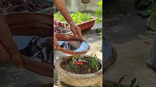 Adenium Plant Care🌱Adenium Seeds How To Grow🔥एडेनियम का पौधा🌰सीड कैसे लगाएंashasgardenstoryshorts [upl. by Yerffoj]