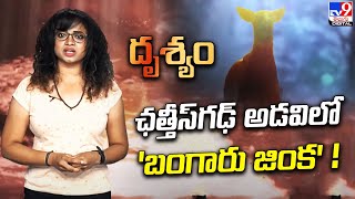 Drishyam  ఛత్తీస్‌గఢ్ అడవిలో బంగారు జింక   TV9 [upl. by Stalder]