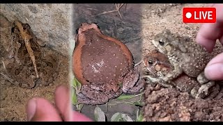 🐸🐸 Boing Web Catching Frog fly Funny Frog Jumping Frog [upl. by Stempien]