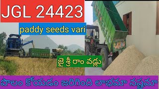 24423 paddy seds agriculture  farmer paddy  paddy coting harvest  paddy jaishreeram paddy [upl. by Soni]