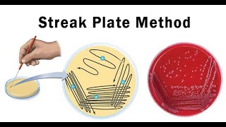 Lab technique microbiology Streak plate method [upl. by Libna]