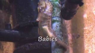 Seahorse courtingdancingegg exhangebabies [upl. by Ativak]