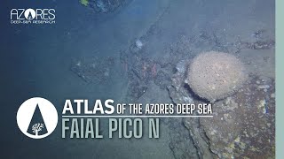 Faial Pico N Island Slope  ATLAS of the Azores Deep Sea [upl. by Moyer828]