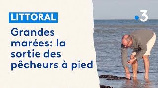 Grandes marées à Ambleteuse et Wimereux la sortie des pêcheurs à pied [upl. by Nivlac82]