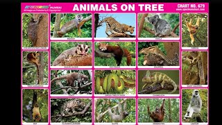 Arboreal animals [upl. by Pollie]