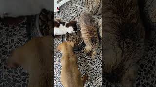 Jagma za granulama macke psi cats puppies [upl. by Elokcin]