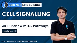 AKT Kinase amp mTOR Pathways in Cell Signalling  CSIR NET Exam Preparation  IFAS [upl. by Norene]